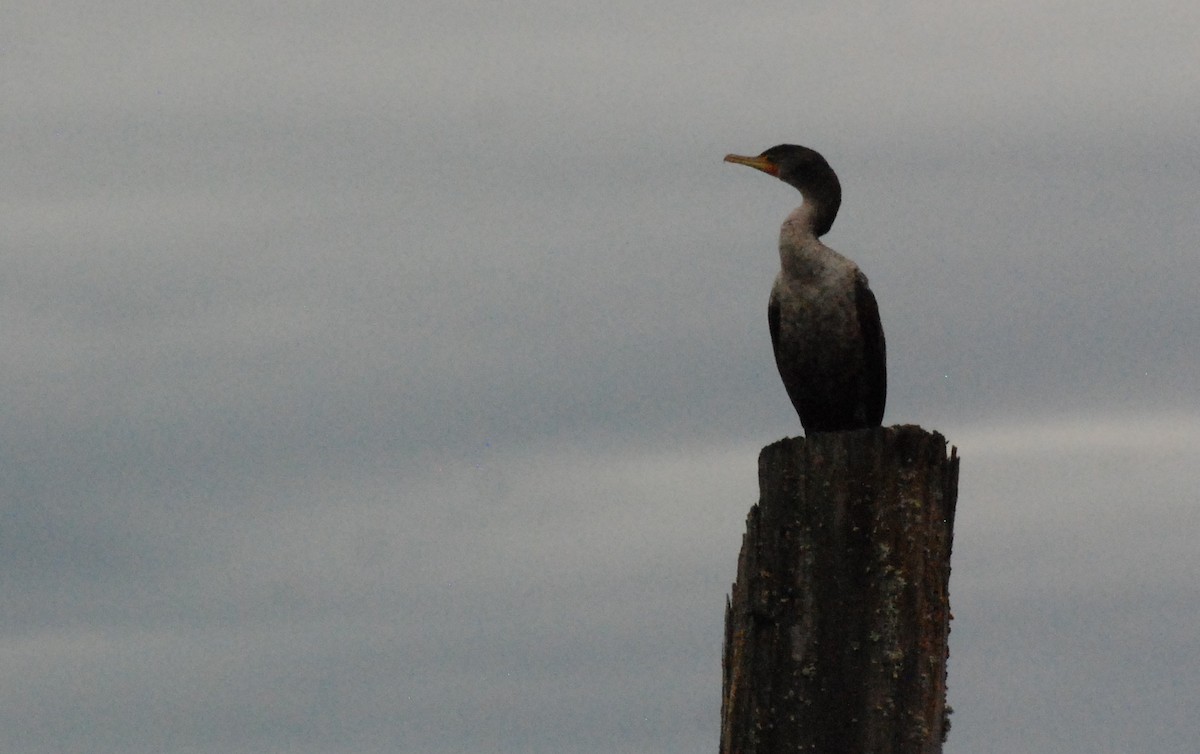 Double-crested Cormorant - ML620080184