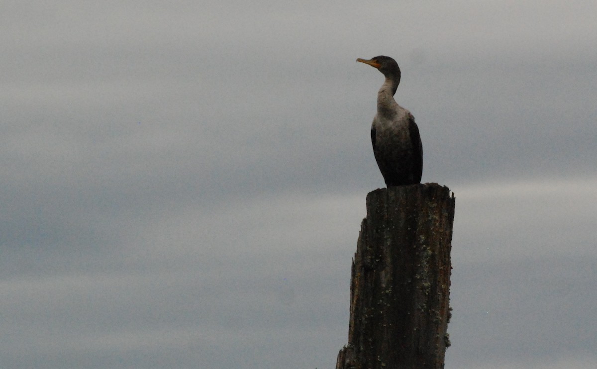 Double-crested Cormorant - ML620080185