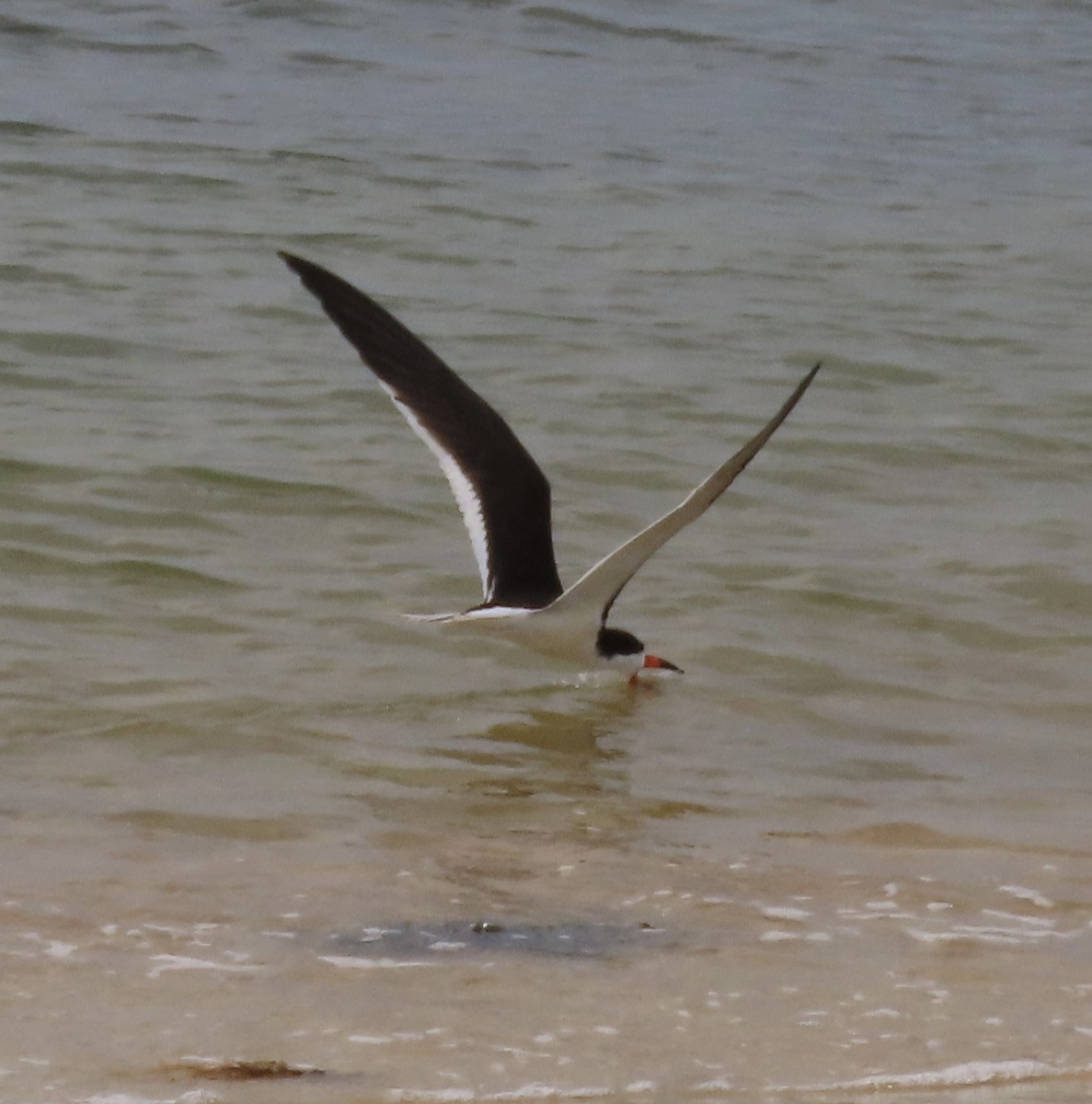 Black Skimmer - ML620080186