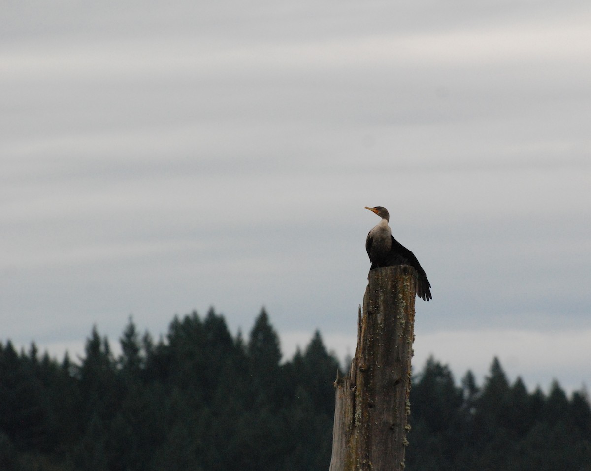 Double-crested Cormorant - ML620080190