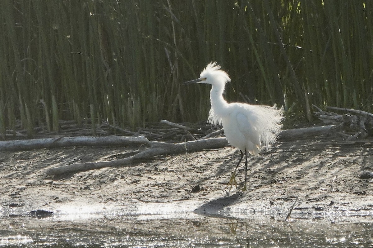 Snowy Egret - ML620080201