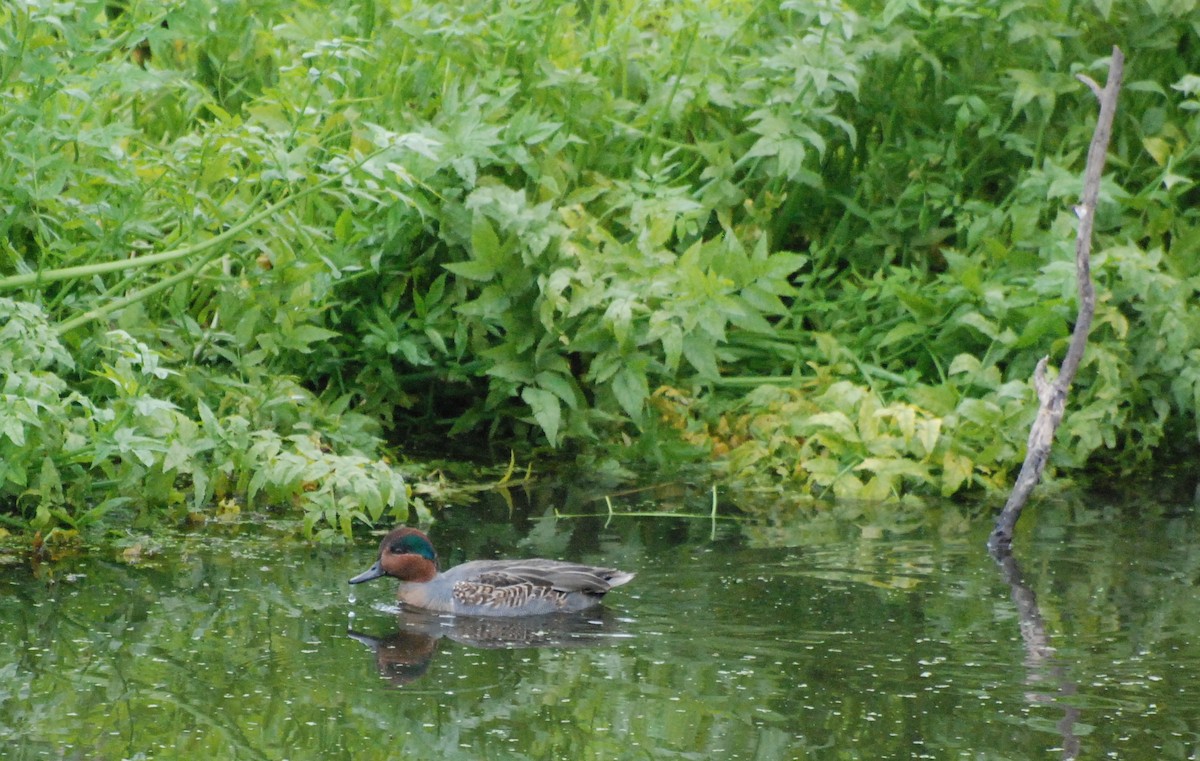 Green-winged Teal - ML620080226