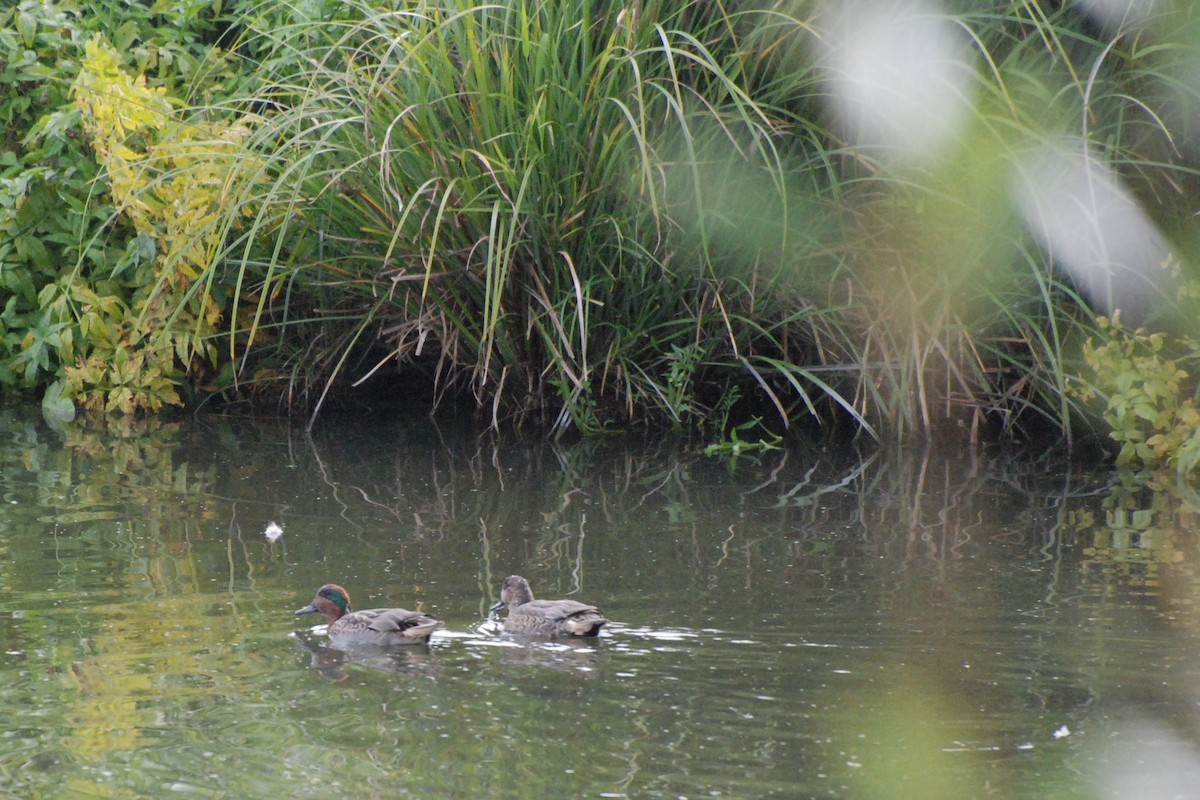 Green-winged Teal - ML620080227