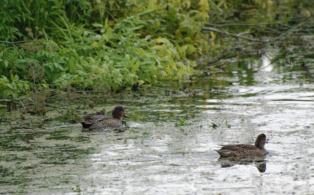 Green-winged Teal - ML620080230