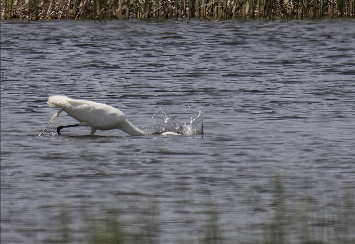 Great Egret - ML620080231