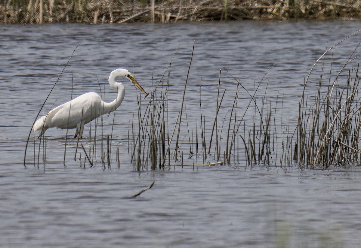 Great Egret - ML620080232