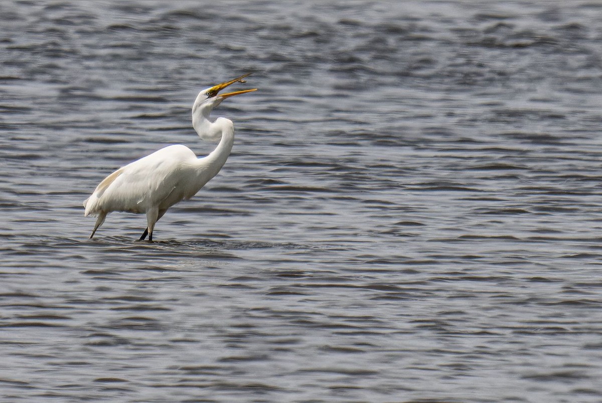 Great Egret - ML620080233