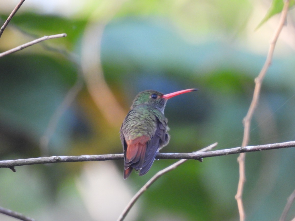 Rufous-tailed Hummingbird - ML620080239