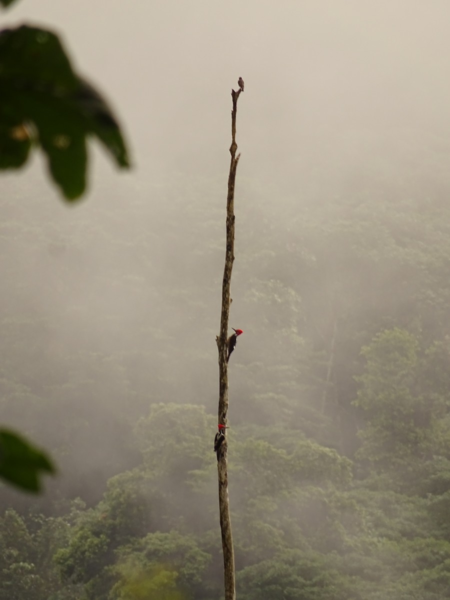 Guayaquil Woodpecker - ML620080244