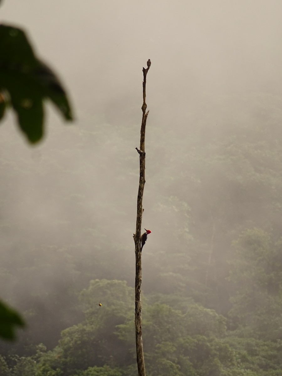 Guayaquil Woodpecker - ML620080245