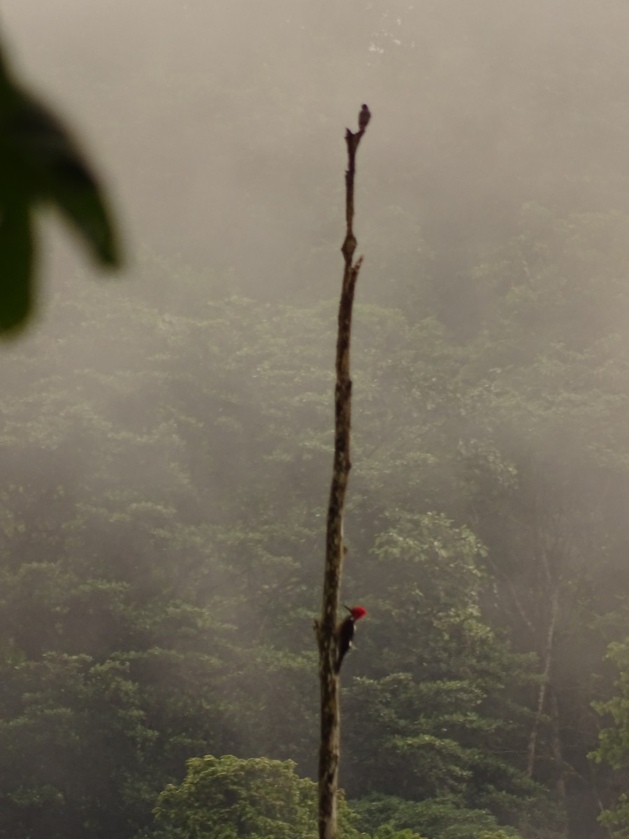 Guayaquil Woodpecker - ML620080246