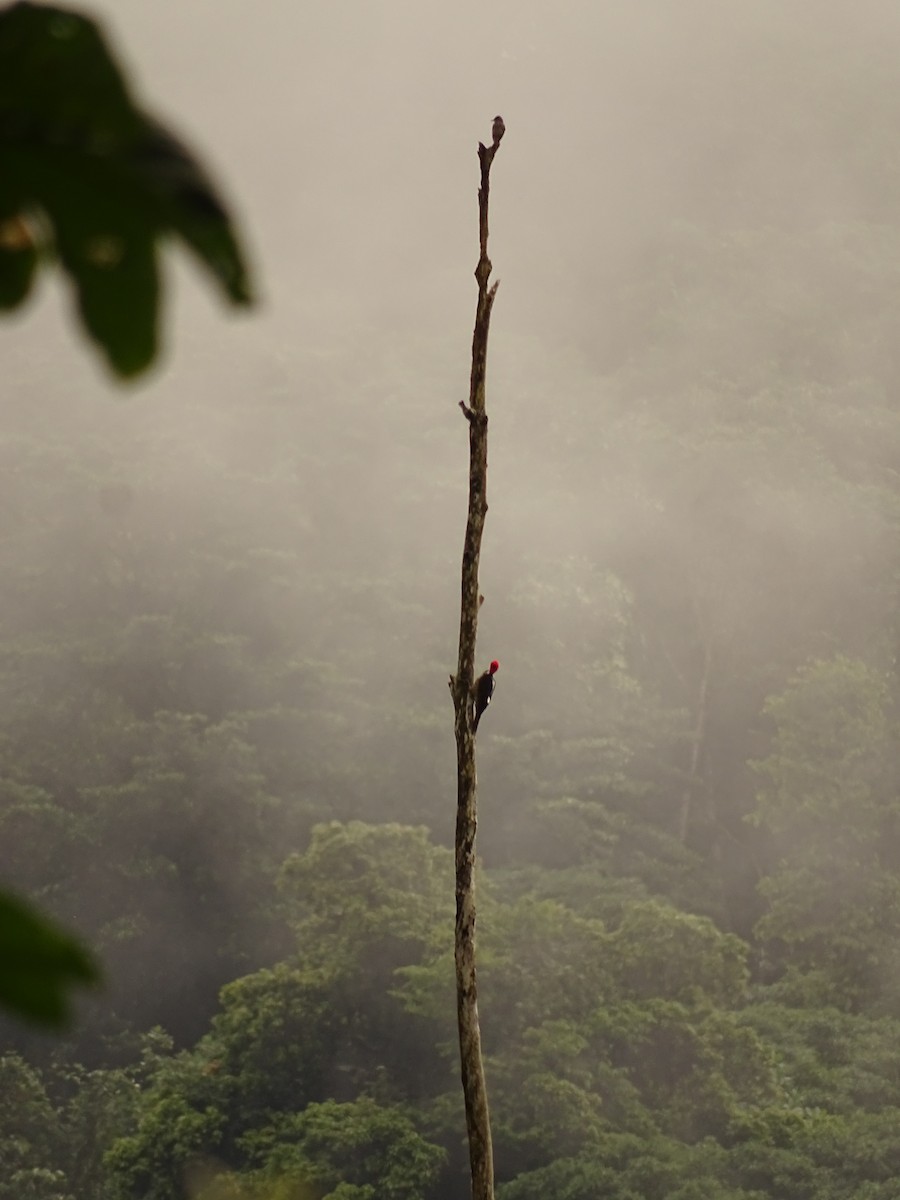 Guayaquil Ağaçkakanı - ML620080247