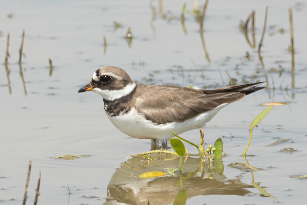 Common Ringed Plover - ML620080256