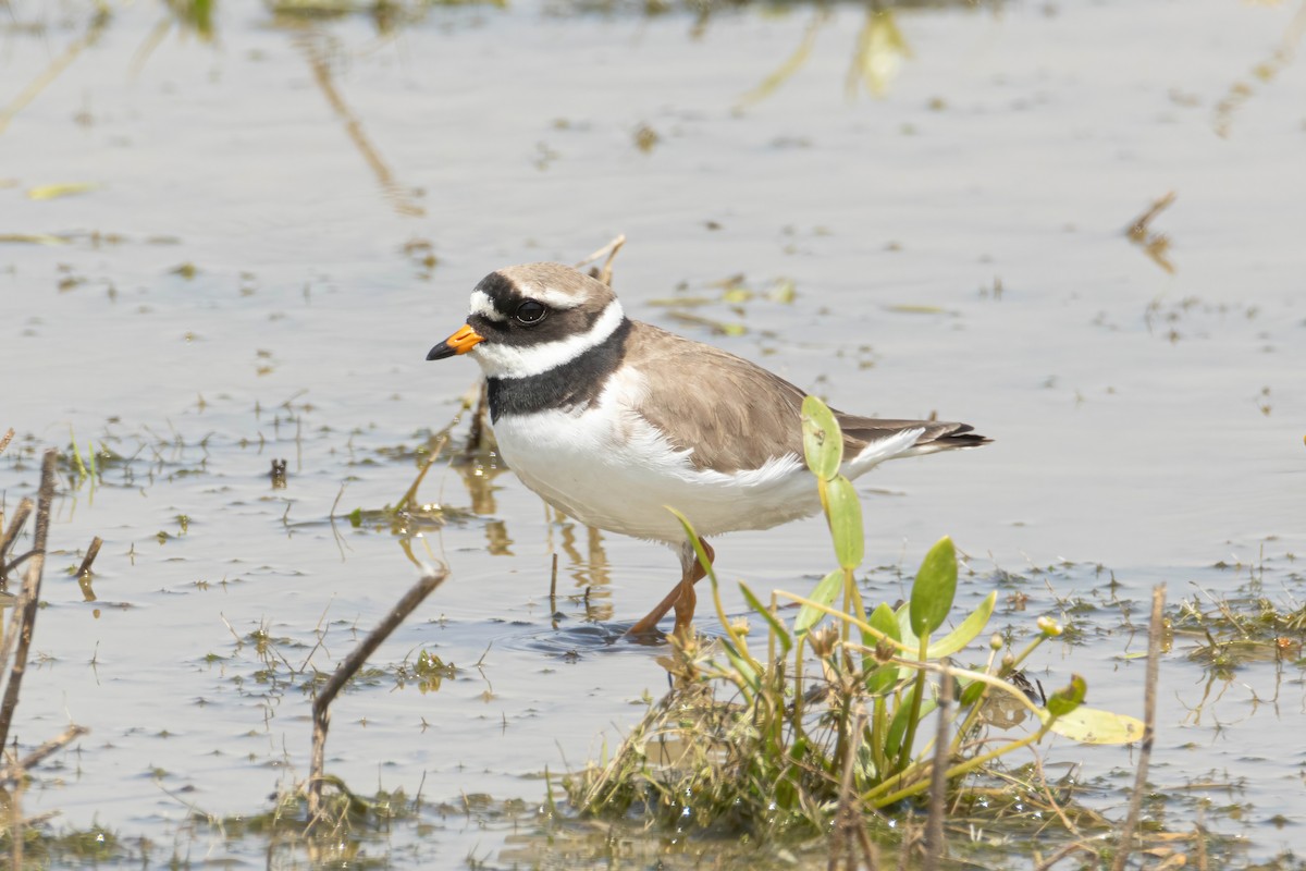 Common Ringed Plover - ML620080257