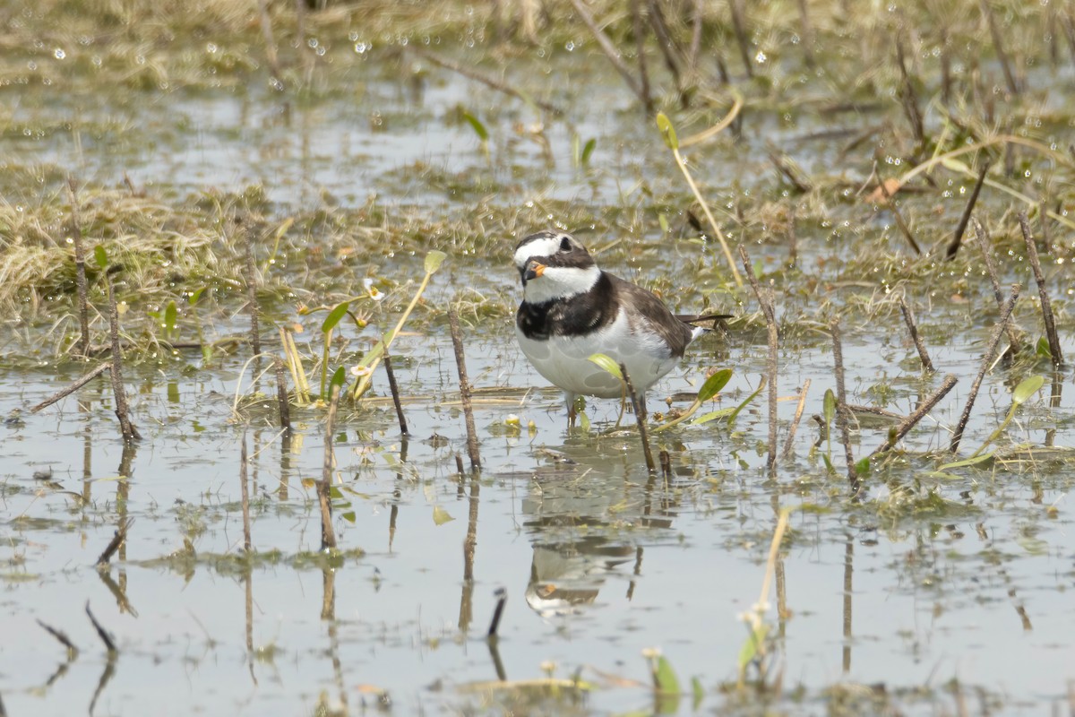 Common Ringed Plover - ML620080258
