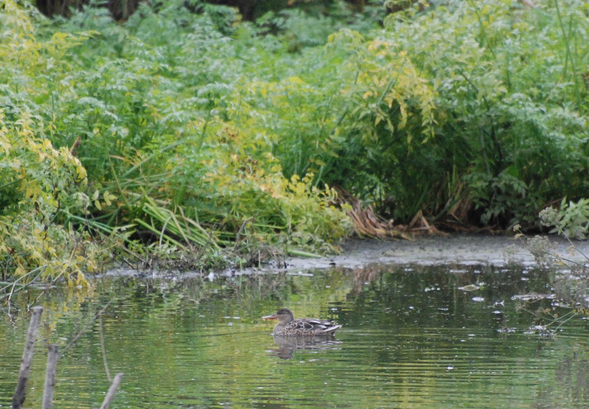 Northern Shoveler - ML620080267