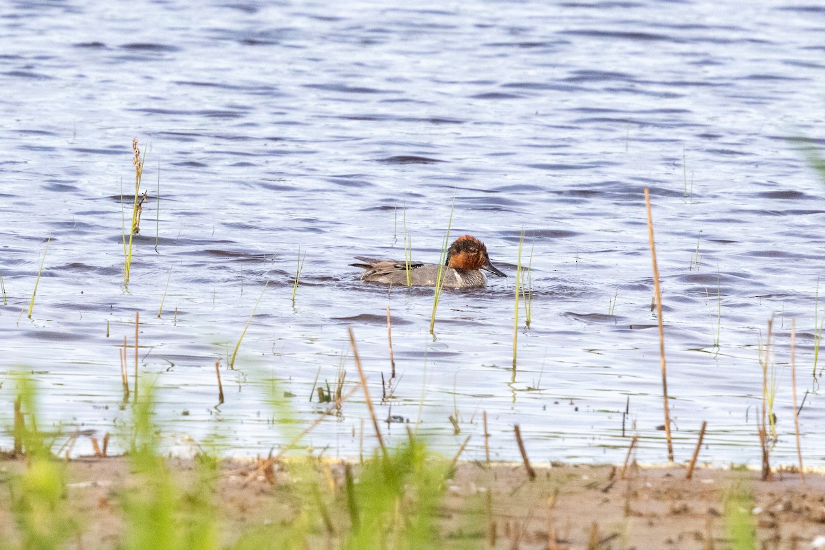 Green-winged Teal - ML620080283