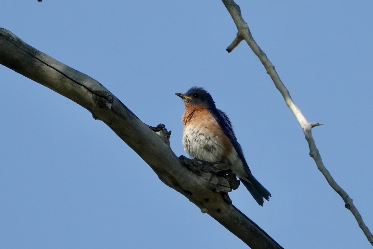 Eastern Bluebird - ML620080284