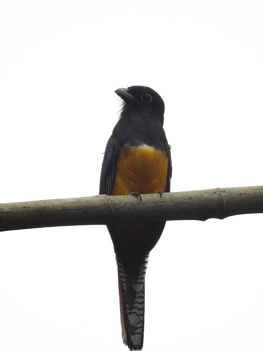 Gartered Trogon - ML620080285