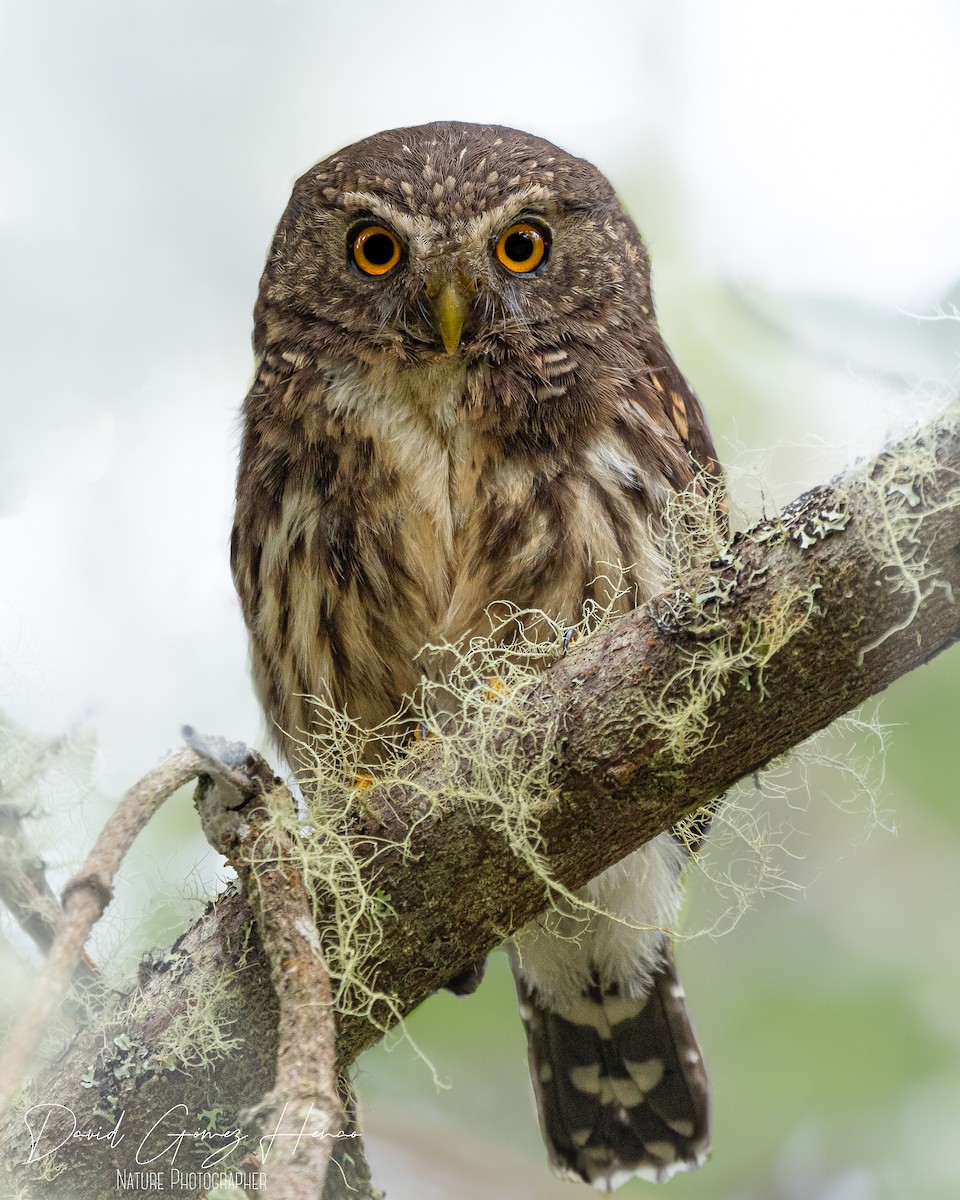 Andean Pygmy-Owl - ML620080287