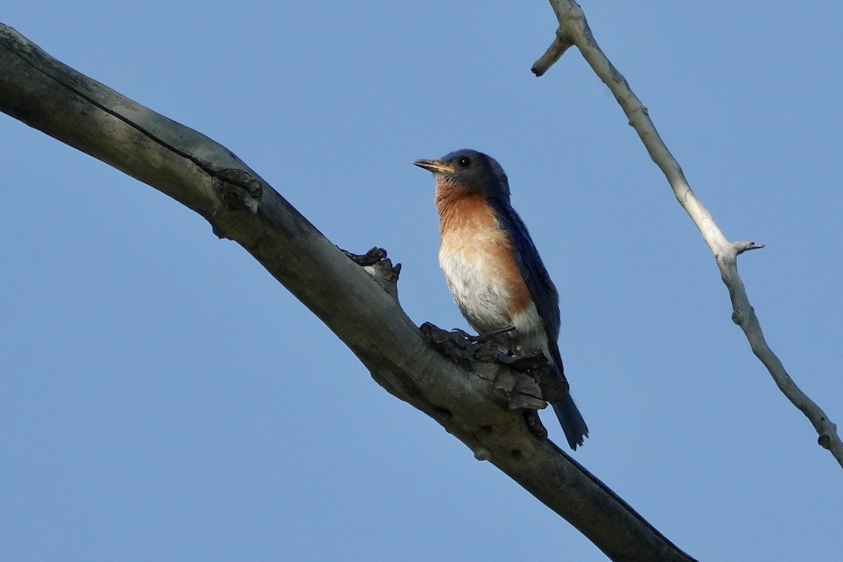 Eastern Bluebird - ML620080293