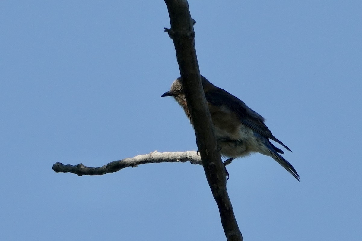 Eastern Bluebird - ML620080303