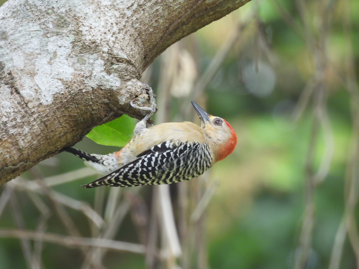 Red-crowned Woodpecker - ML620080324