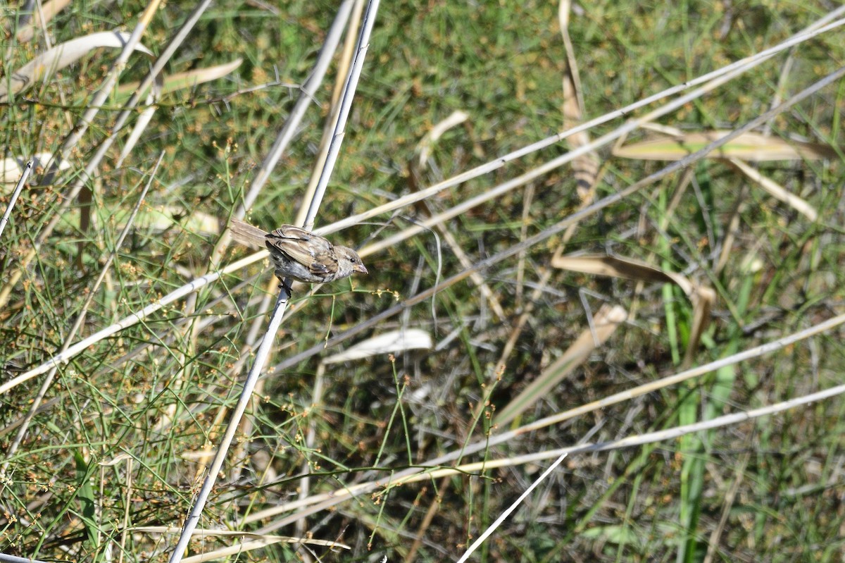 House Sparrow - ML620080326