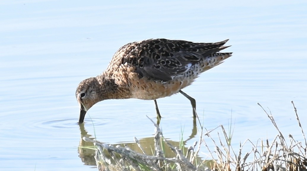 Long-billed Dowitcher - ML620080354