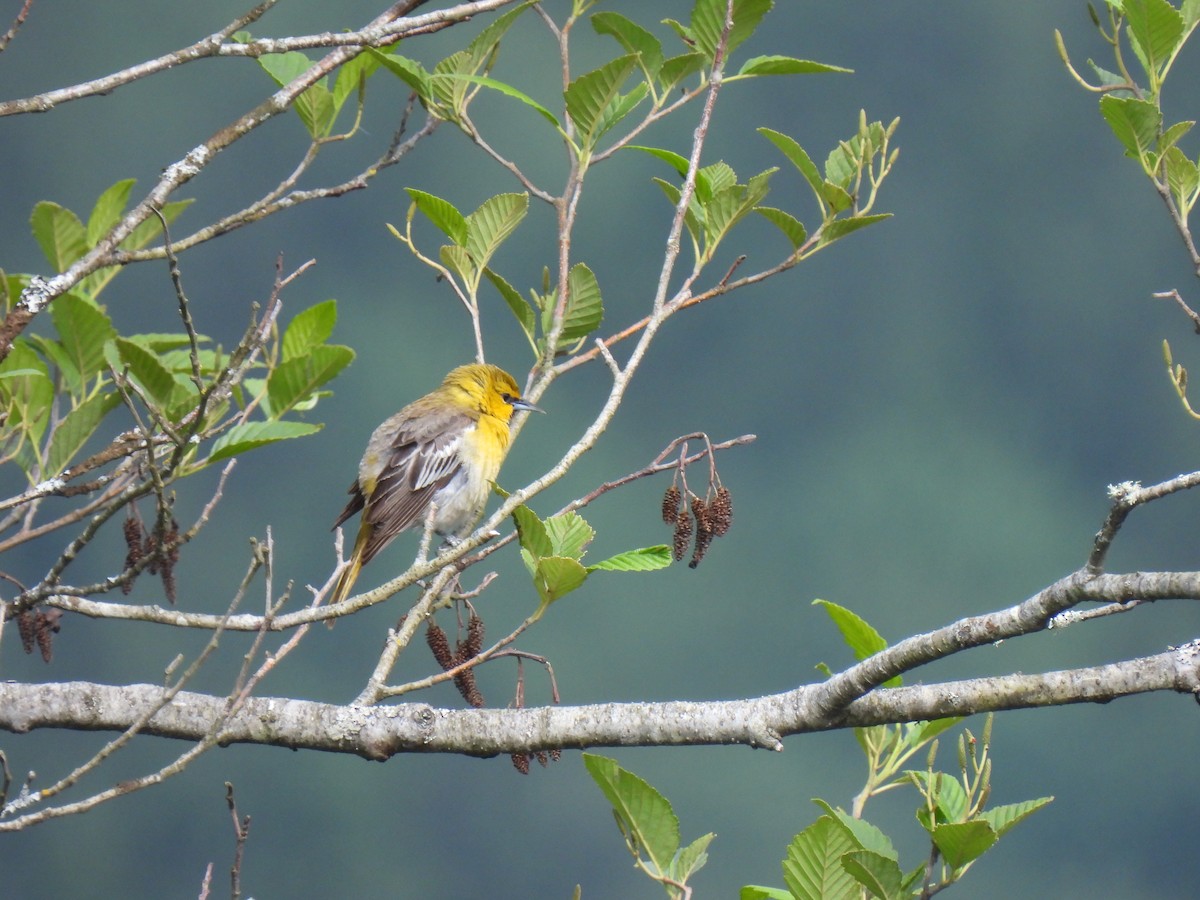 Bullock's Oriole - ML620080355