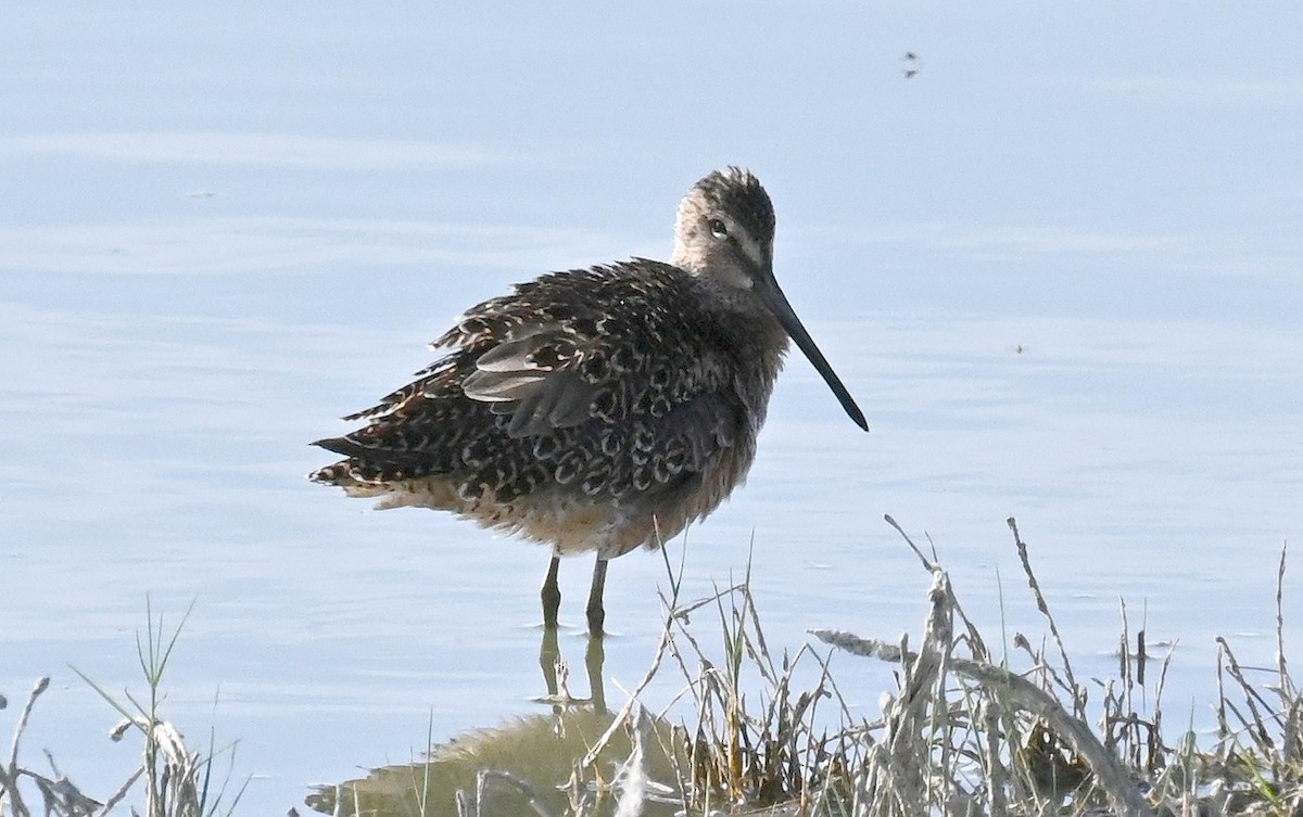 Long-billed Dowitcher - ML620080356