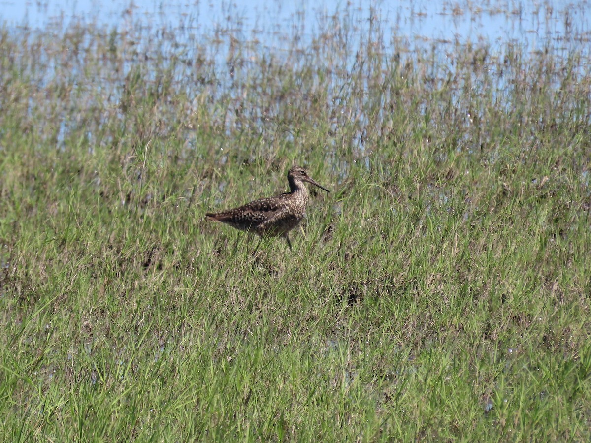 Willet - ML620080360