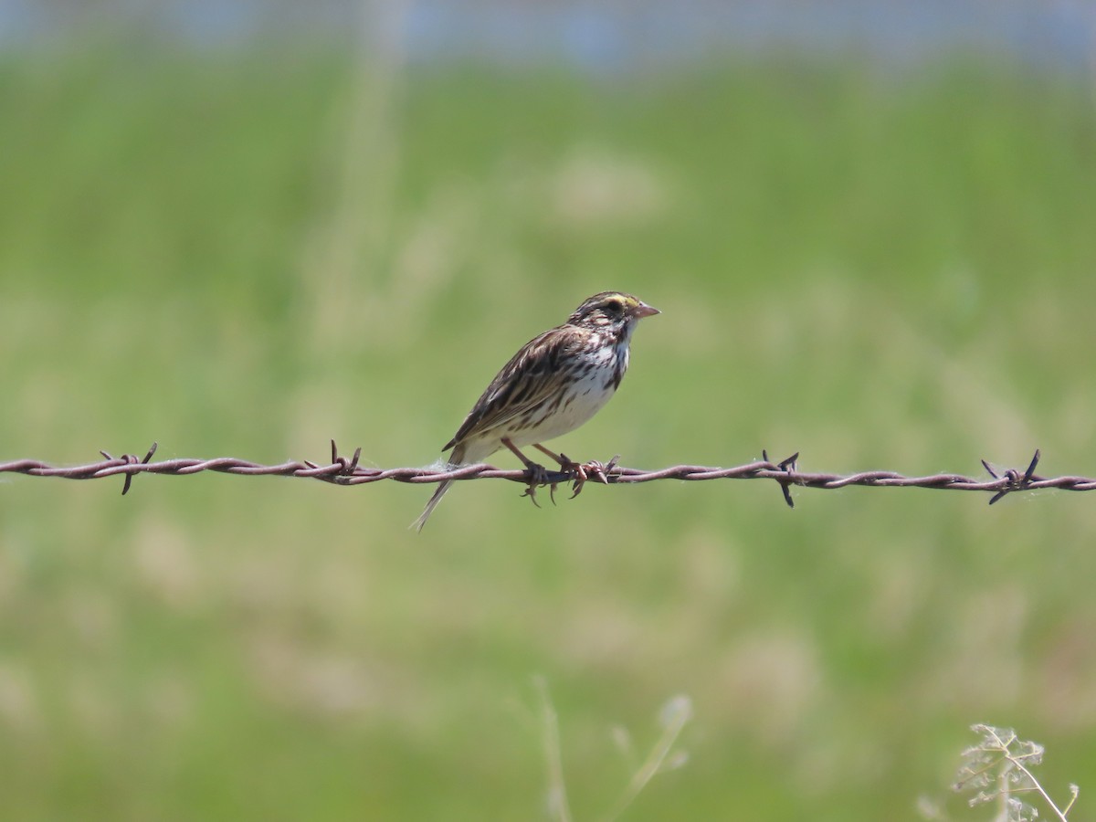 Savannah Sparrow - ML620080373