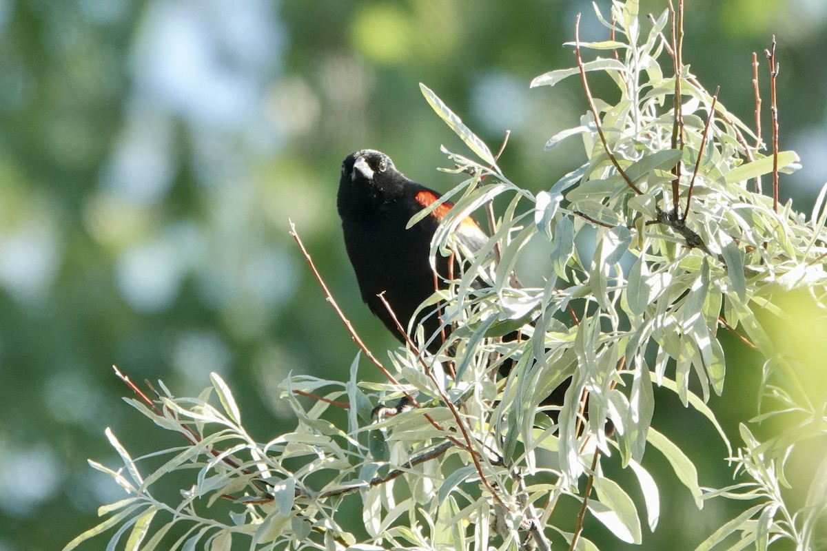 Red-winged Blackbird - ML620080378