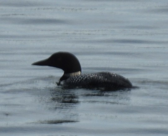 Common Loon - ML620080407