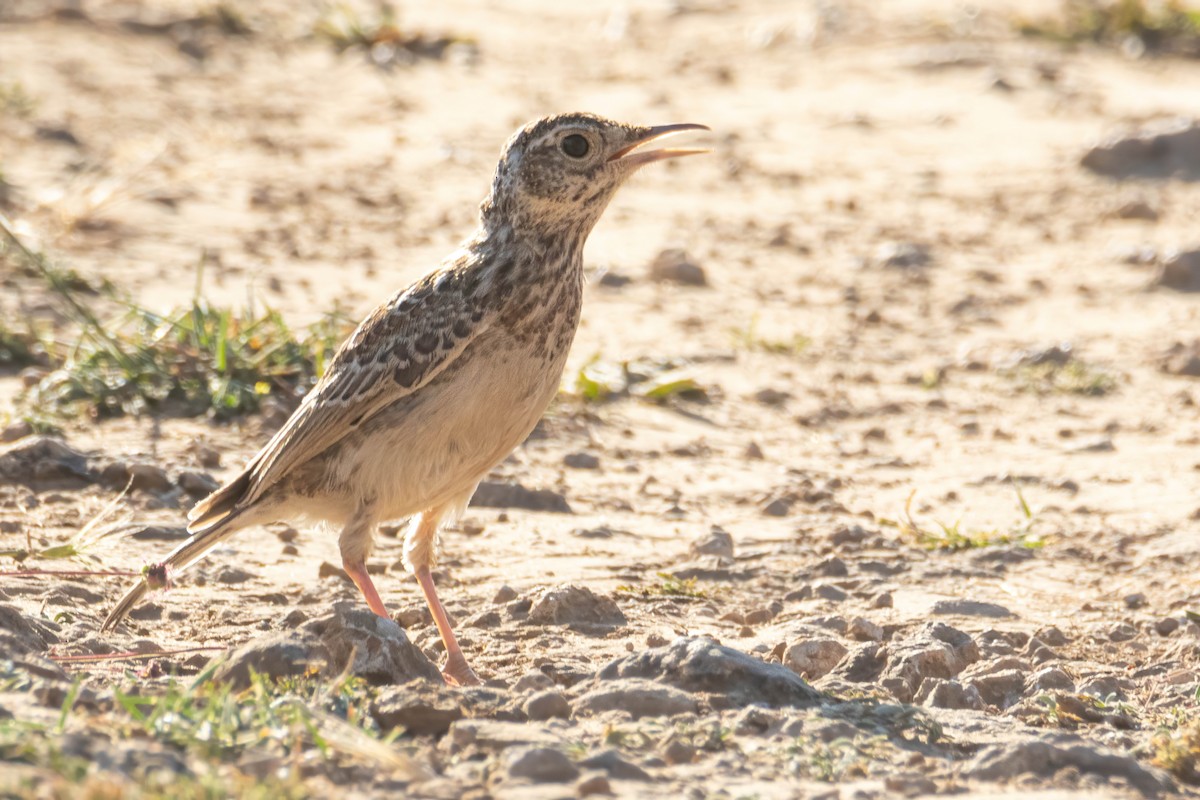 Dupont's Lark - ML620080412