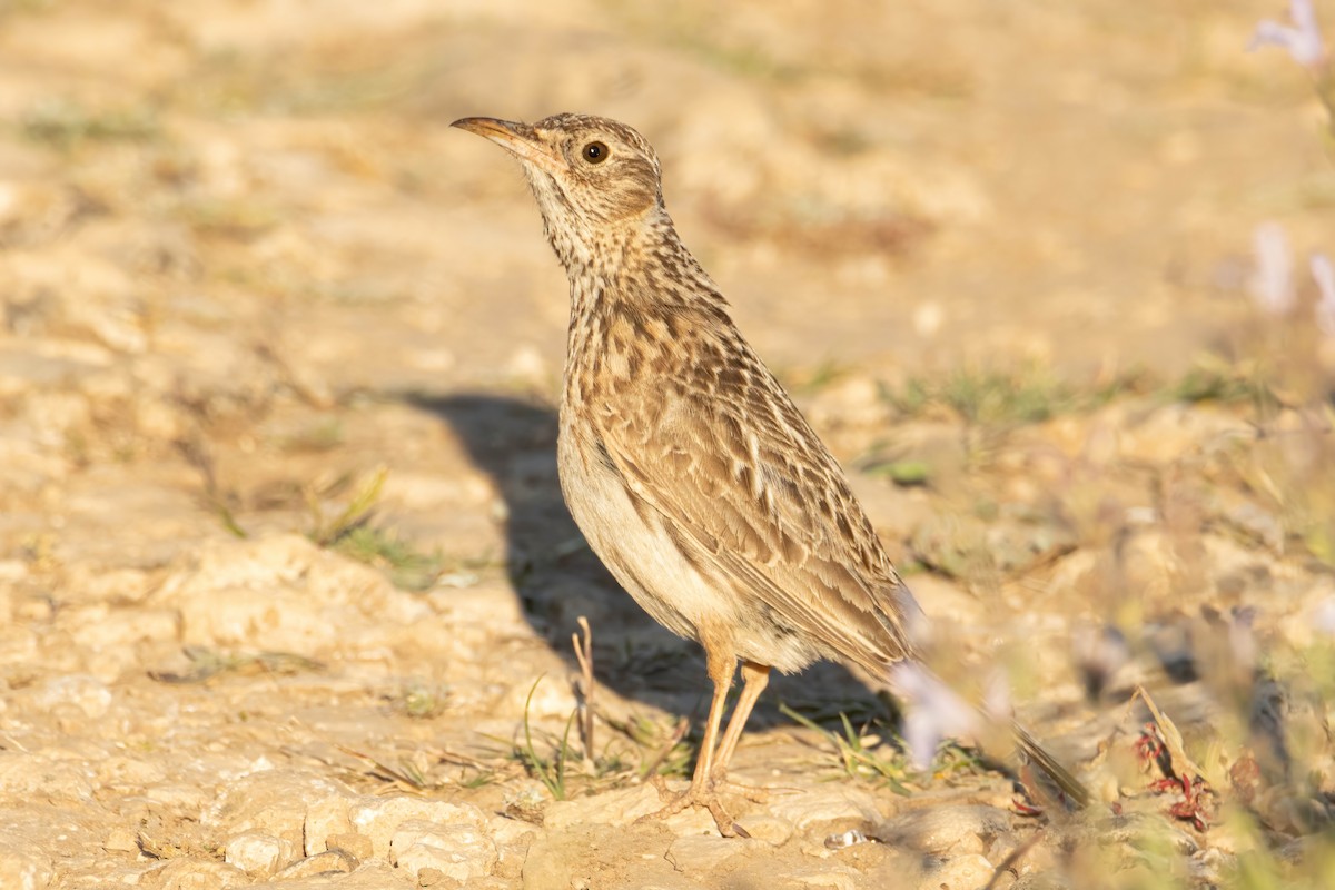 Dupont's Lark - ML620080416