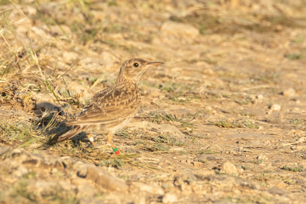 Dupont's Lark - ML620080417