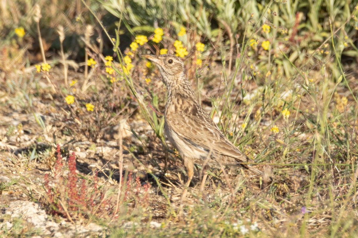 Dupont's Lark - ML620080419