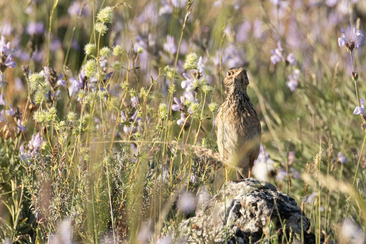 Dupont's Lark - ML620080420