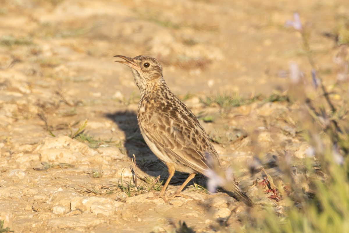 Dupont's Lark - ML620080421