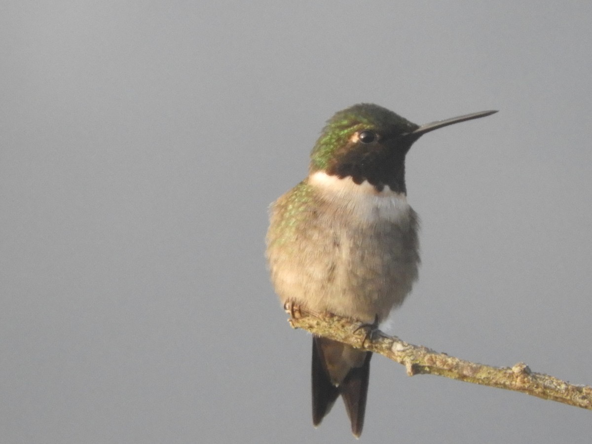 Colibrí Gorjirrubí - ML620080446