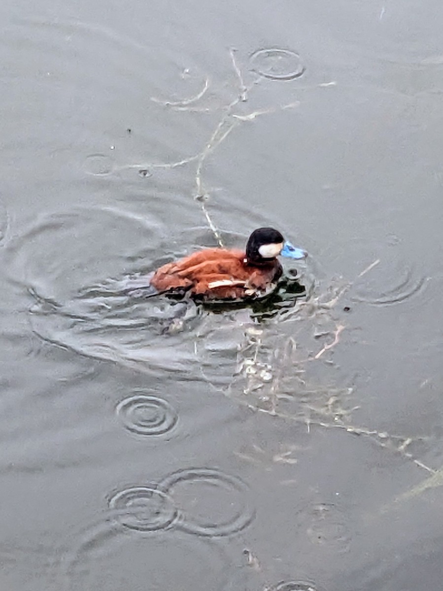 Ruddy Duck - ML620080458