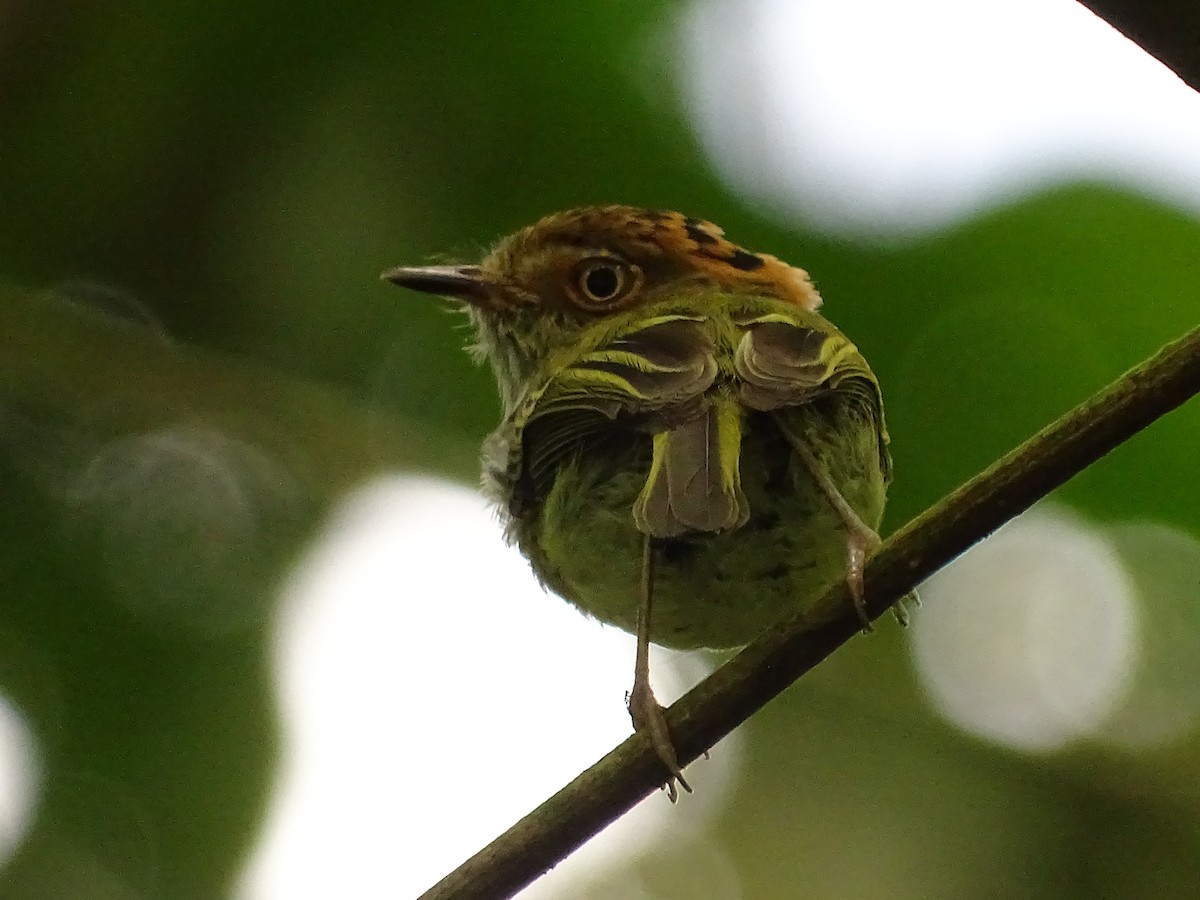 Scale-crested Pygmy-Tyrant - ML620080469