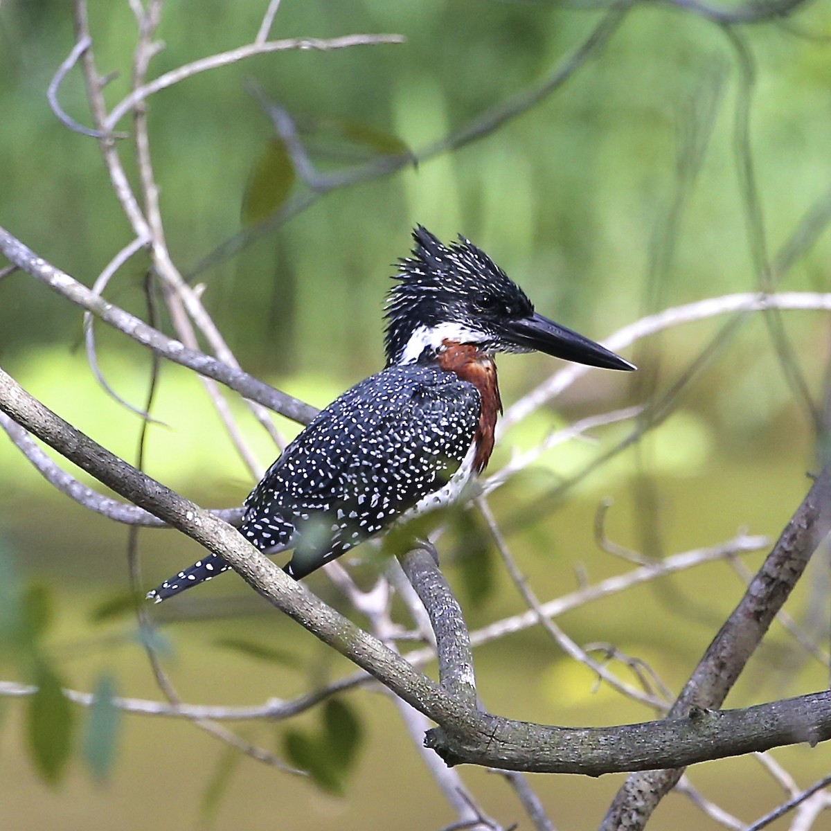 Giant Kingfisher - ML620080497