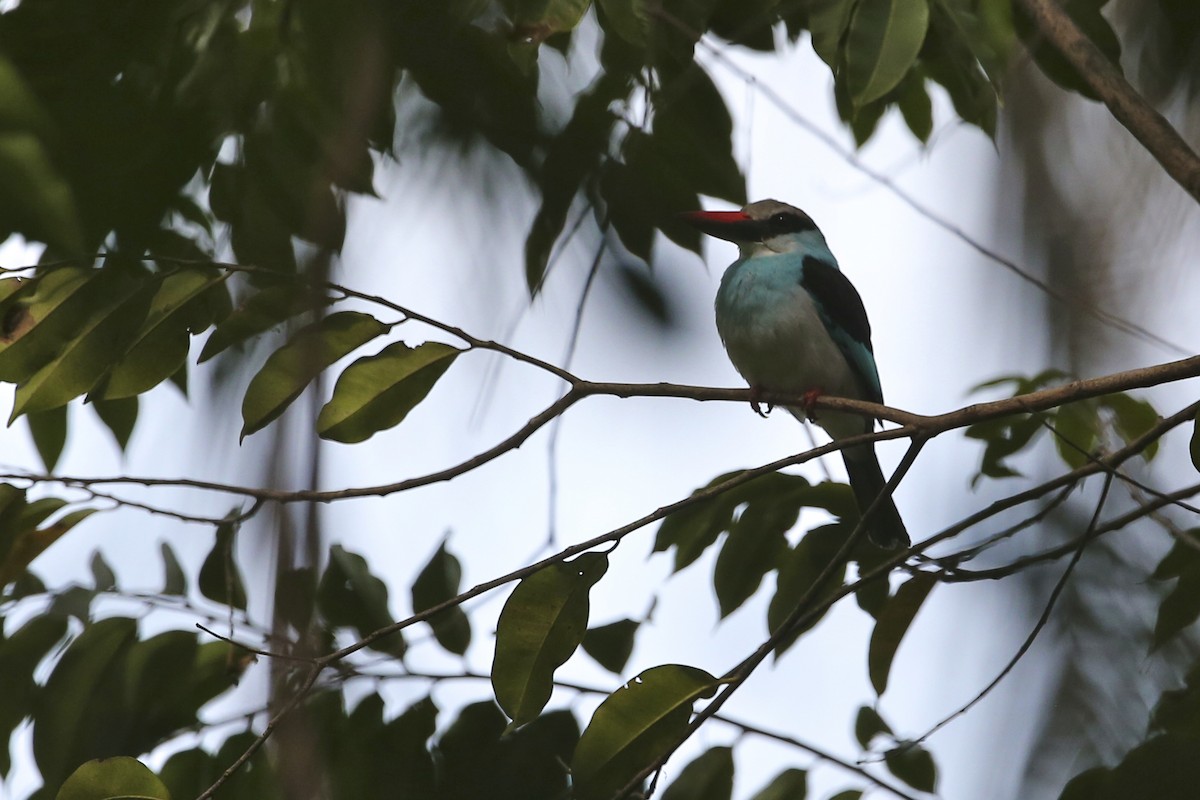 Blue-breasted Kingfisher - ML620080527