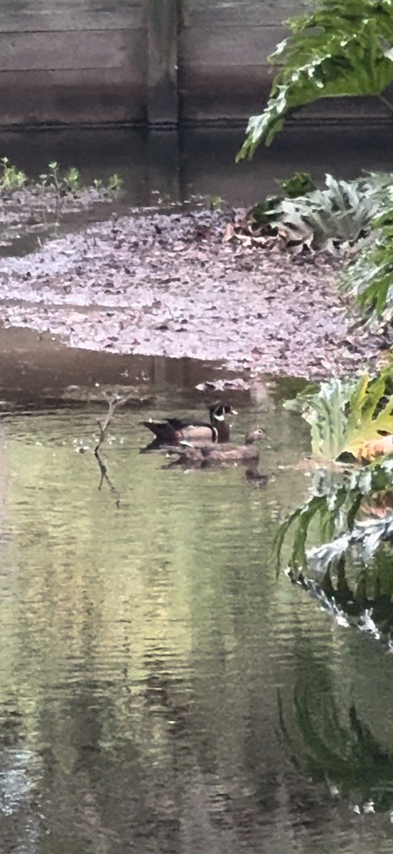 Wood Duck - ML620080535