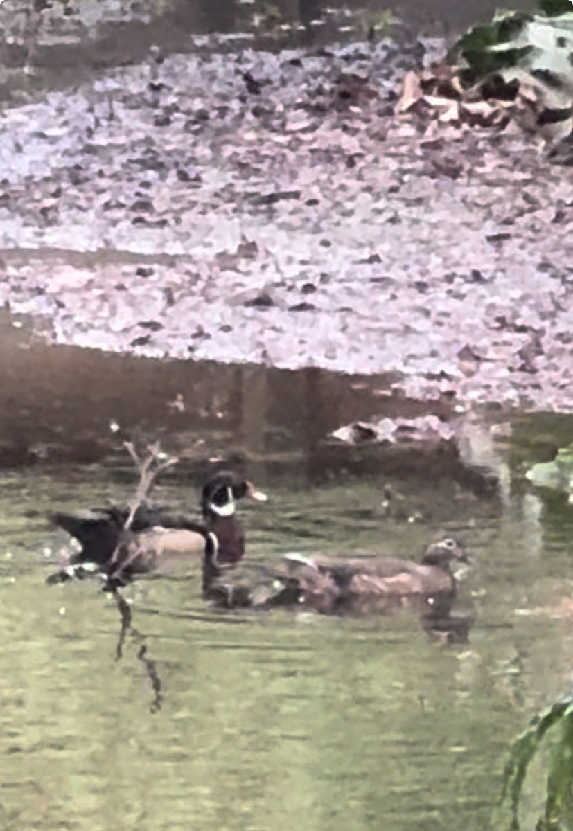 Wood Duck - ML620080536