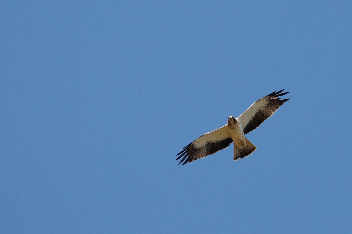 Booted Eagle - ML620080551