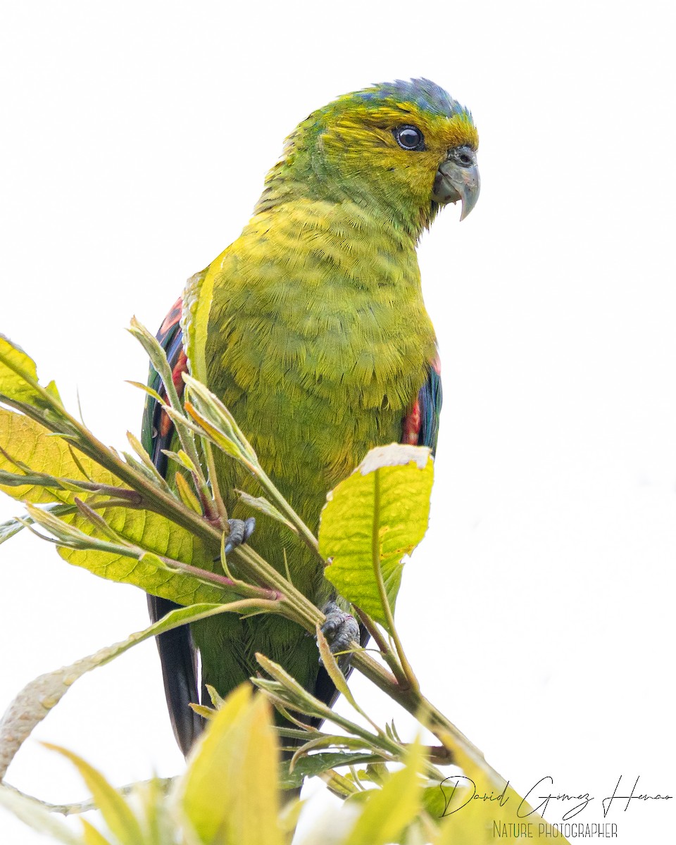 Indigo-winged Parrot - ML620080577